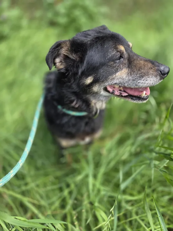 Pies do adopcji, Jelenia Góra, 2 czerwca 2025 (3/4)