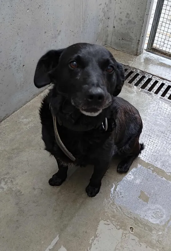 Znaleziono psa, Lublin, 24 czerwca 2025