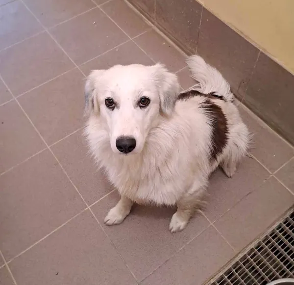 Znaleziono psa, Olsztyn, 21 czerwca 2025