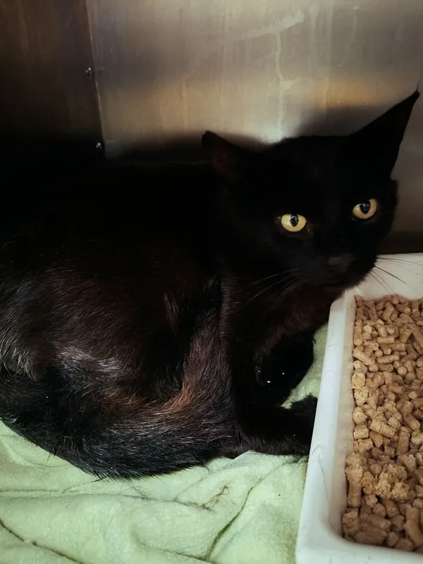 Znaleziono kota, Gdańsk, 24 czerwca 2025