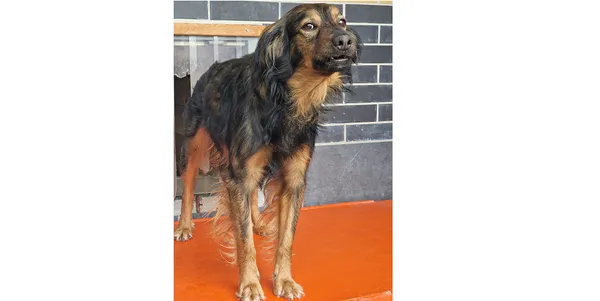 Pies do adopcji, Wrocław, 14 czerwca 2025