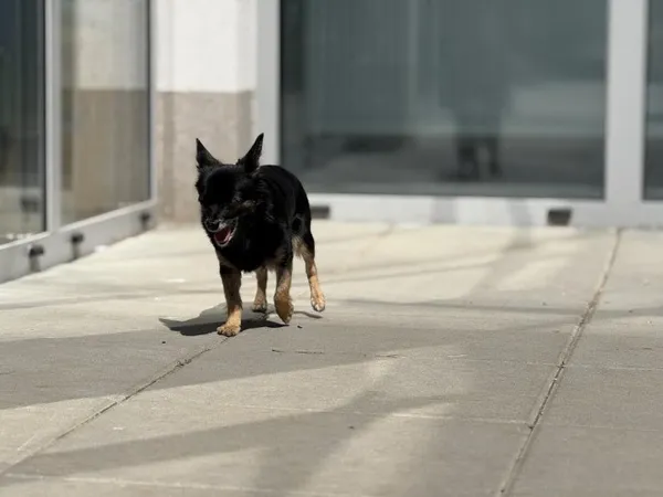 Pies do adopcji, Kraków, 10 czerwca 2025 (1/3)