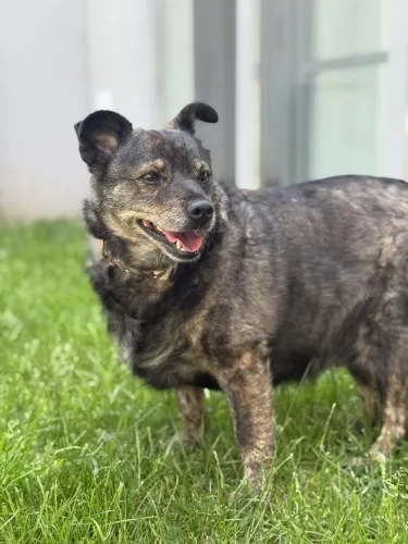 Pies do adopcji, Kraków, 10 czerwca 2025 (1/4)