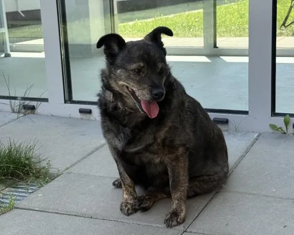 Pies do adopcji, Kraków, 10 czerwca 2025 (2/4)