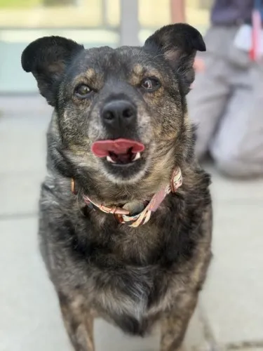 Pies do adopcji, Kraków, 10 czerwca 2025 (3/4)