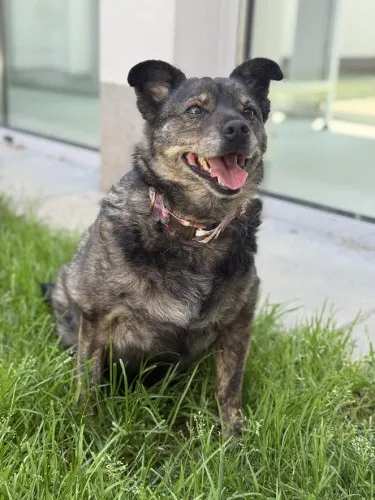 Pies do adopcji, Kraków, 10 czerwca 2025 (4/4)