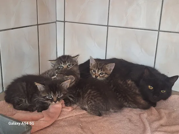 Kot do adopcji, Orzechowce, 24 czerwca 2025 (1/5)