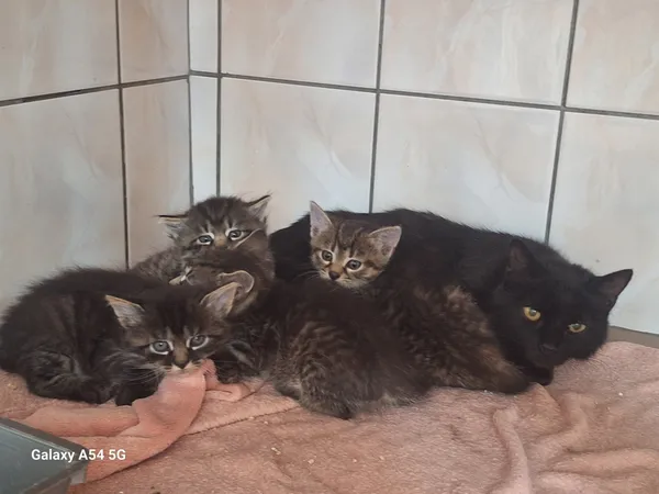 Kot do adopcji, Orzechowce, 24 czerwca 2025 (2/5)