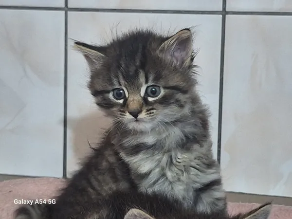 Kot do adopcji, Orzechowce, 24 czerwca 2025 (3/5)