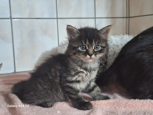 Kot do adopcji, Orzechowce, 24 czerwca 2025 (4/5)