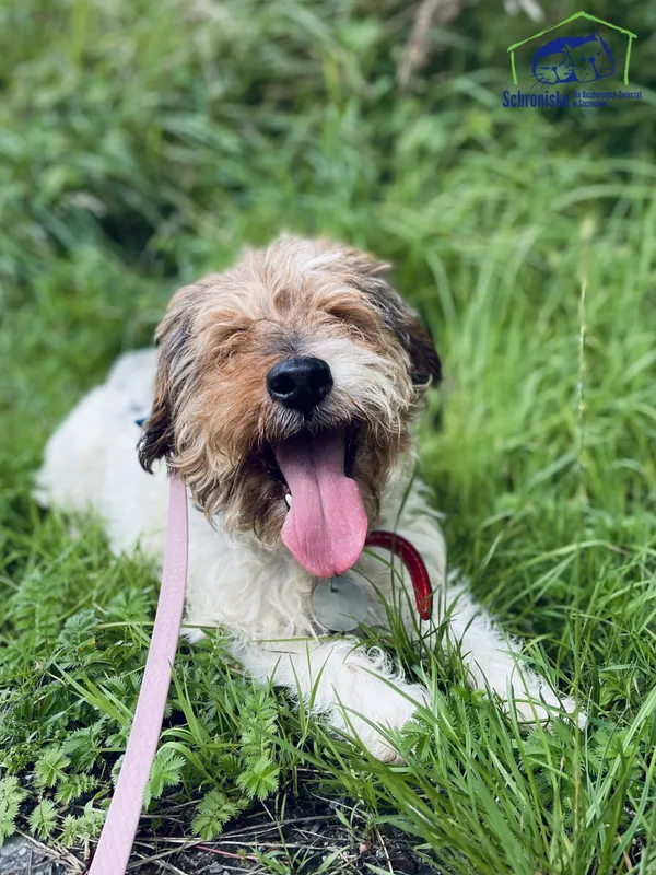 Znaleziono psa, Szczecin, 25 czerwca 2025 (1/3)