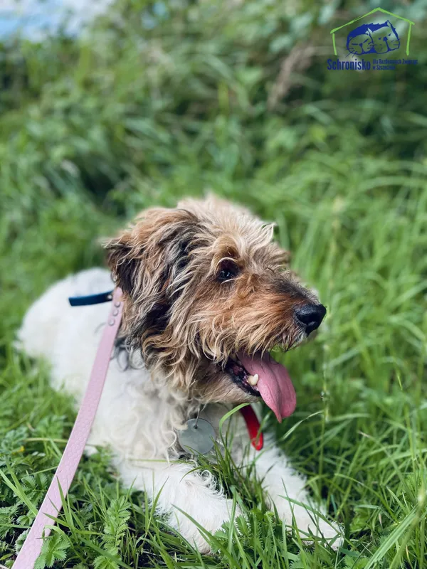 Znaleziono psa, Szczecin, 25 czerwca 2025 (2/3)