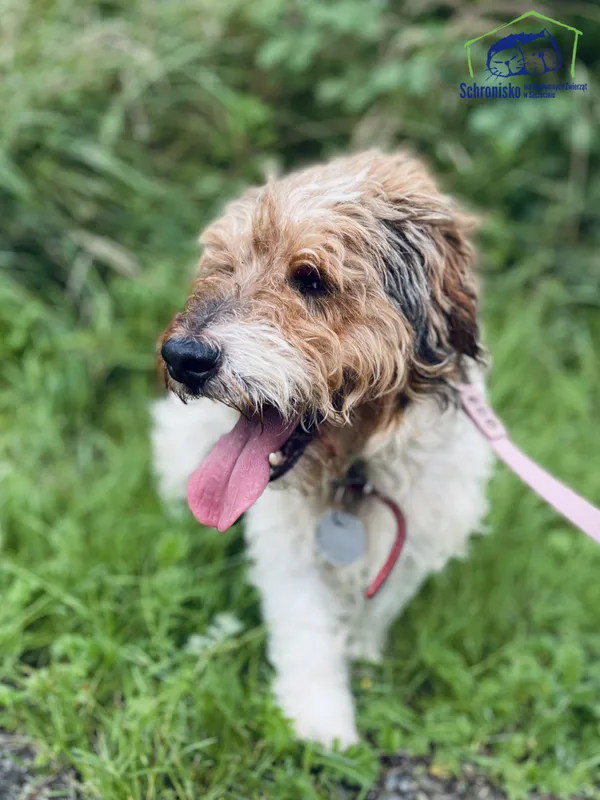 Znaleziono psa, Szczecin, 25 czerwca 2025 (3/3)