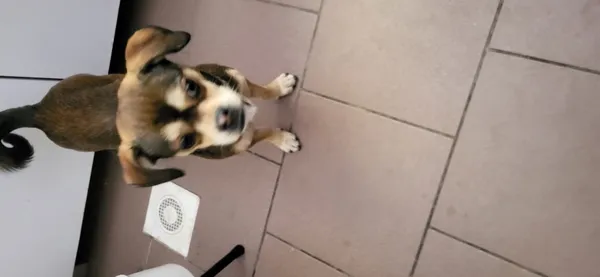 Znaleziono psa, Łódź, 25 czerwca 2025