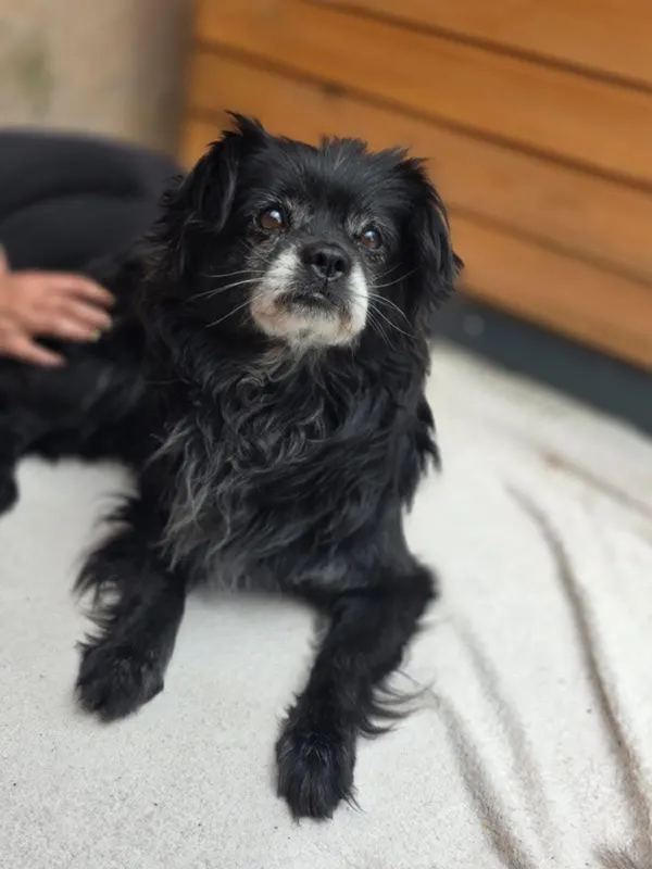 Pies do adopcji, Radom, 25 czerwca 2025 (4/5)