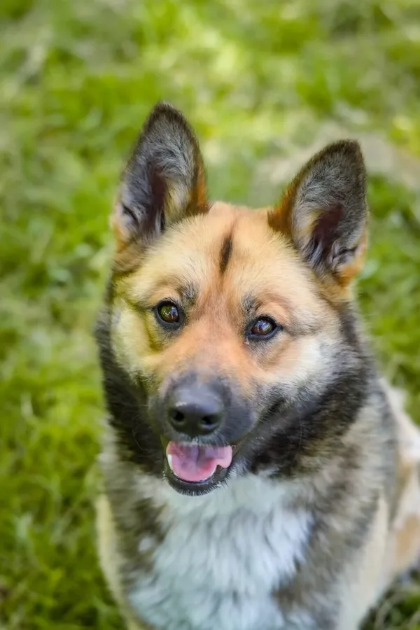 Pies do adopcji, Radom, 25 czerwca 2025 (1/5)