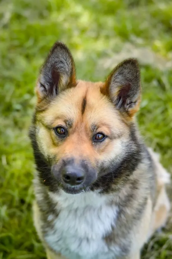 Pies do adopcji, Radom, 25 czerwca 2025 (2/5)