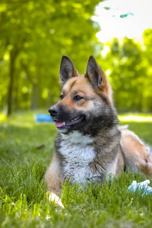 Pies do adopcji, Radom, 25 czerwca 2025 (4/5)