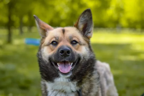 Pies do adopcji, Radom, 25 czerwca 2025 (5/5)