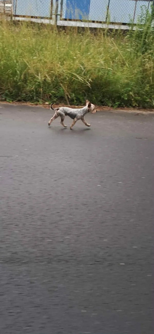 Zaginął pies, Henryków, 26 czerwca 2025 (2/5)