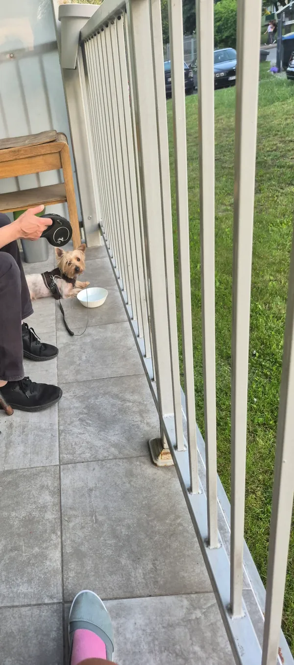 Zaginął pies, Henryków, 26 czerwca 2025 (3/5)