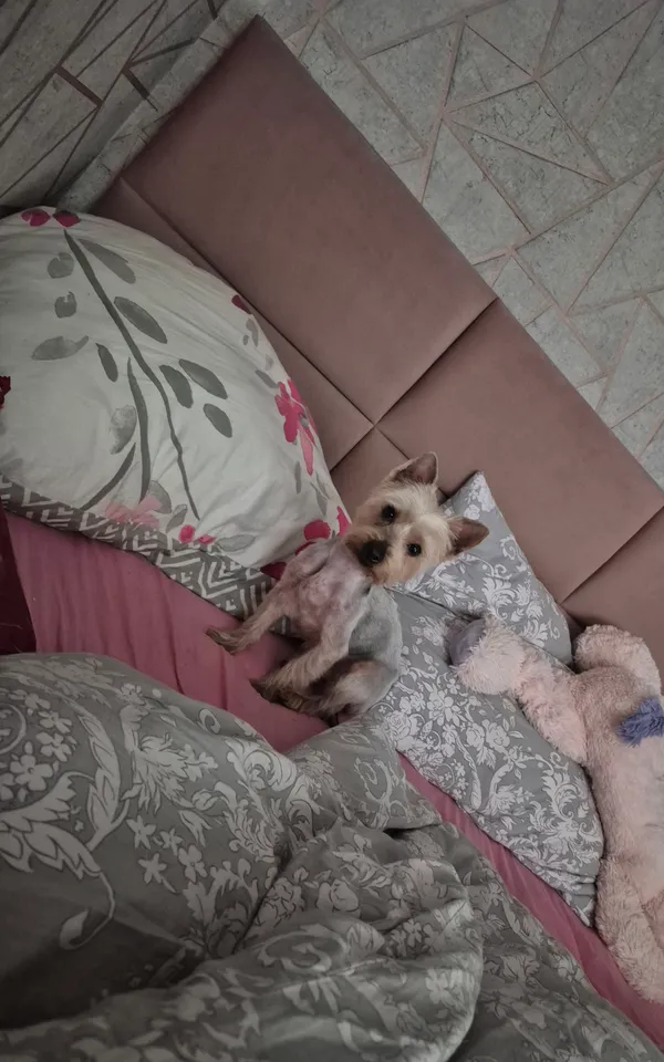 Zaginął pies, Henryków, 26 czerwca 2025 (4/5)