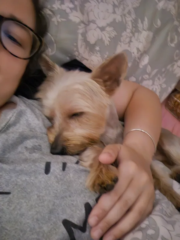 Zaginął pies, Henryków, 26 czerwca 2025 (5/5)