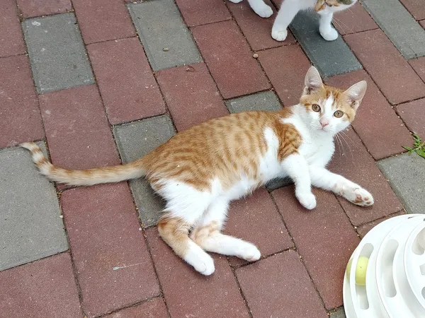 Kot do adopcji, Włocławek, 25 czerwca 2025 (2/4)