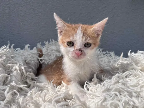 Kot do adopcji, Włocławek, 25 czerwca 2025 (4/4)