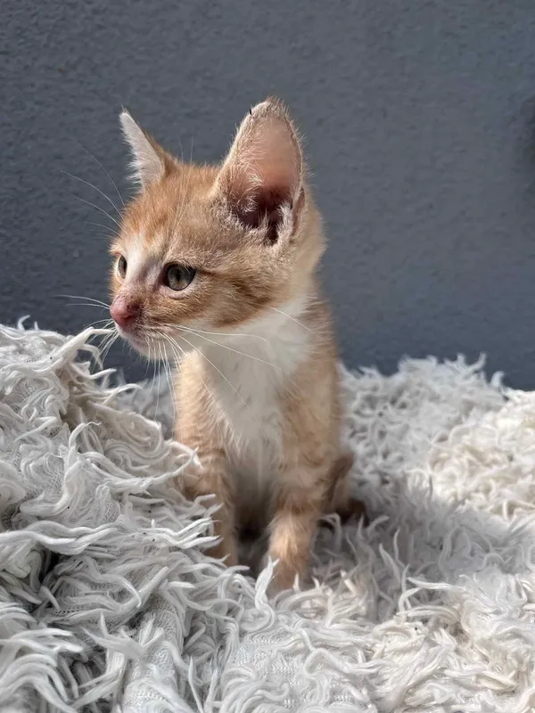 Kot do adopcji, Włocławek, 25 czerwca 2025 (3/5)