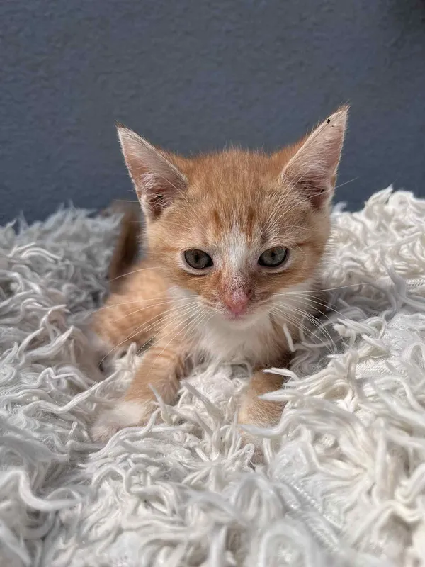 Kot do adopcji, Włocławek, 25 czerwca 2025 (4/5)