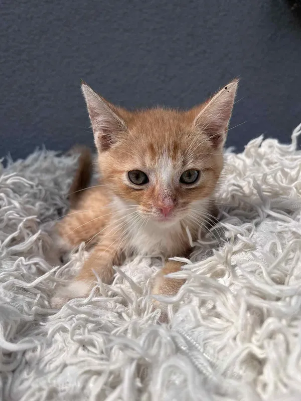 Kot do adopcji, Włocławek, 25 czerwca 2025 (5/5)