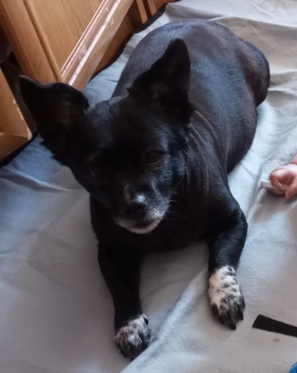 Zaginął pies, Łódź, 25 czerwca 2025