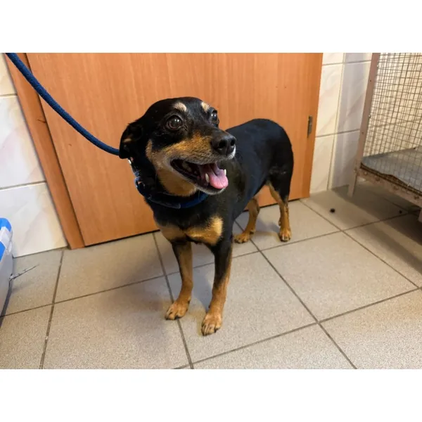 Znaleziono psa, Białystok, 25 czerwca 2025