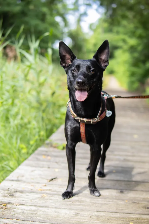 Znaleziono psa, Sosnowiec, 23 czerwca 2025 (3/5)