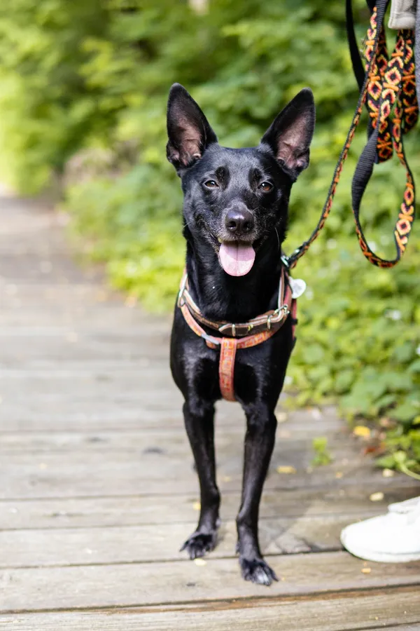 Znaleziono psa, Sosnowiec, 23 czerwca 2025 (4/5)