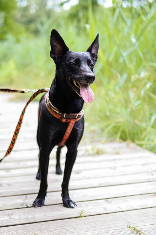 Znaleziono psa, Sosnowiec, 23 czerwca 2025 (5/5)