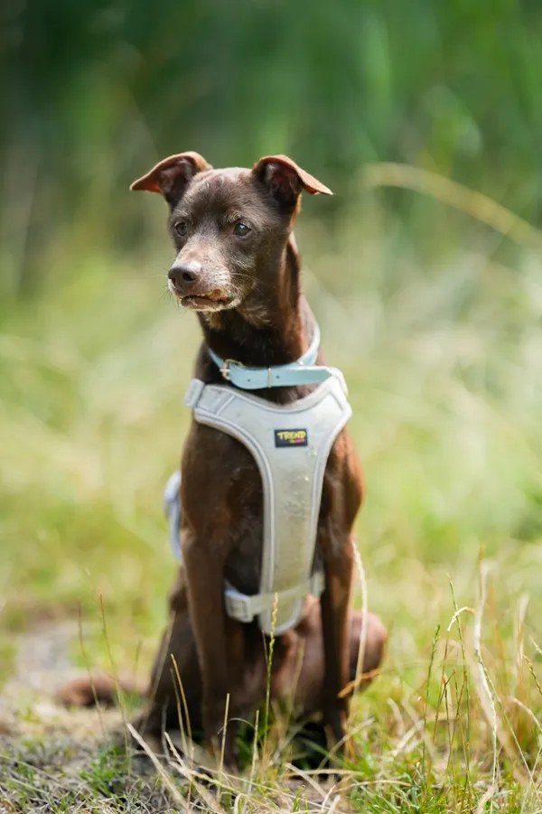 Znaleziono psa, Sosnowiec, 23 czerwca 2025 (1/5)