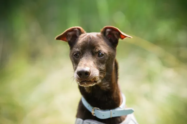 Znaleziono psa, Sosnowiec, 23 czerwca 2025 (2/5)