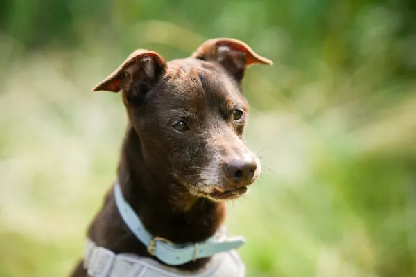 Znaleziono psa, Sosnowiec, 23 czerwca 2025 (3/5)