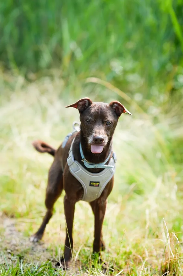 Znaleziono psa, Sosnowiec, 23 czerwca 2025 (4/5)