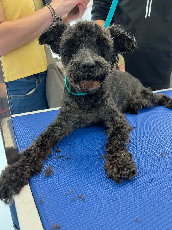 Znaleziono psa, Sosnowiec, 23 czerwca 2025 (2/4)