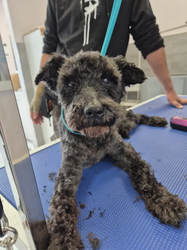 Znaleziono psa, Sosnowiec, 23 czerwca 2025 (3/4)