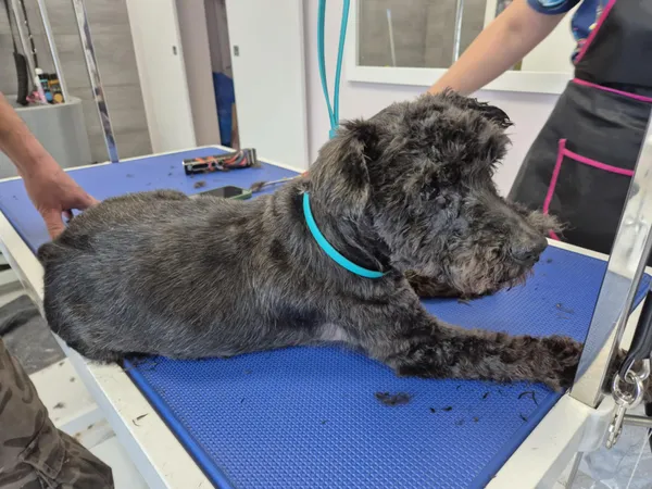 Znaleziono psa, Sosnowiec, 23 czerwca 2025 (4/4)