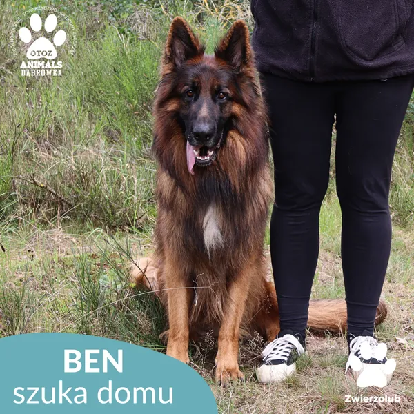 Znaleziono psa, Dąbrówka, 18 września 2025 (2/5)