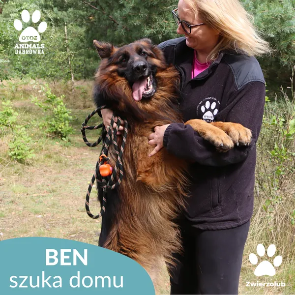 Znaleziono psa, Dąbrówka, 18 września 2025 (3/5)
