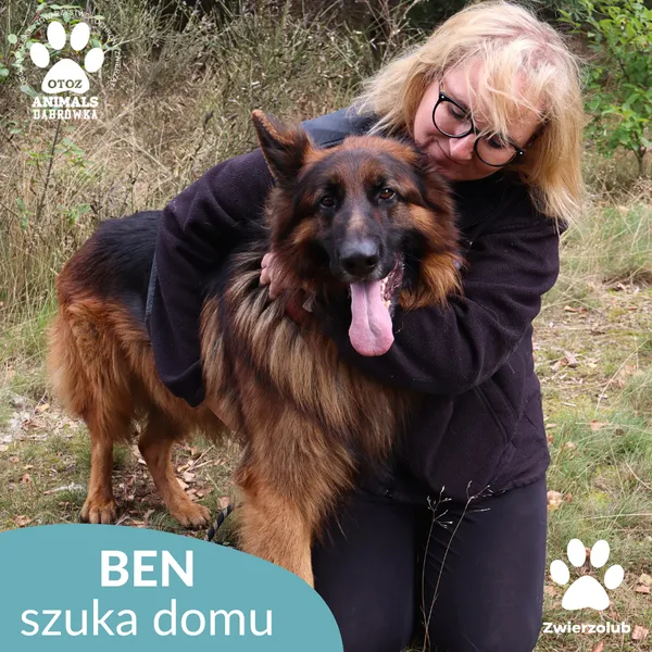 Znaleziono psa, Dąbrówka, 18 września 2025 (4/5)