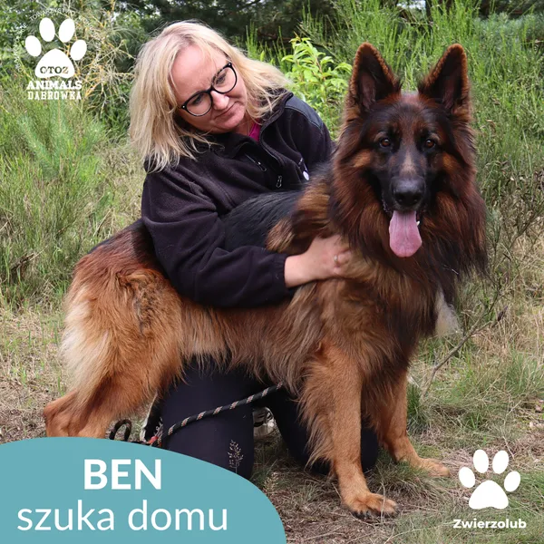 Znaleziono psa, Dąbrówka, 18 września 2025 (5/5)