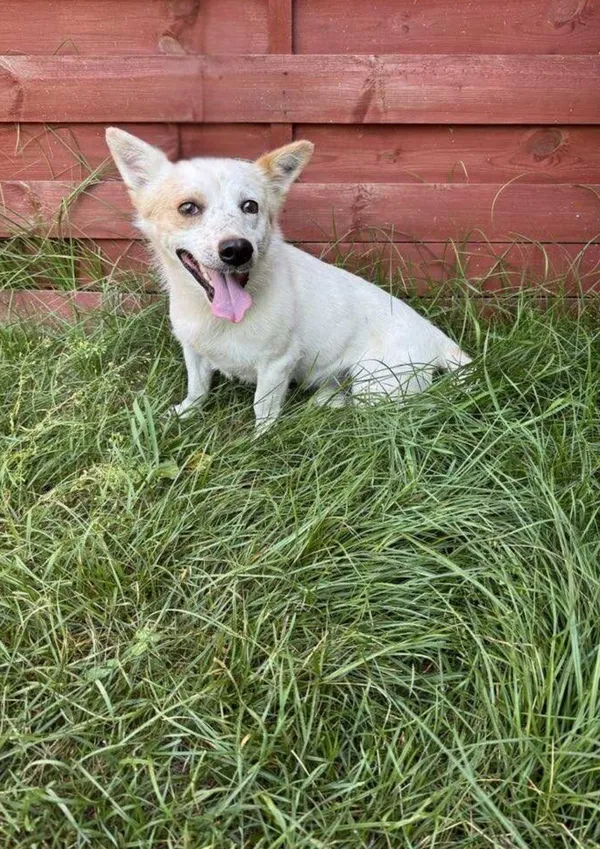 Znaleziono psa, Czartki, 26 czerwca 2025