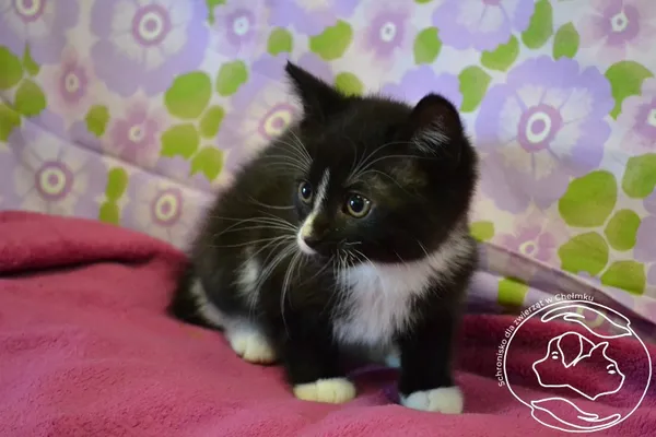 Kot do adopcji, Chełmek, 12 czerwca 2025